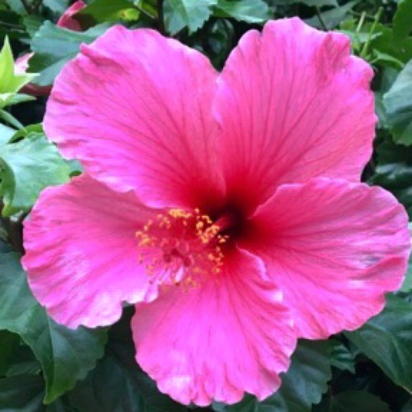 calypso1206